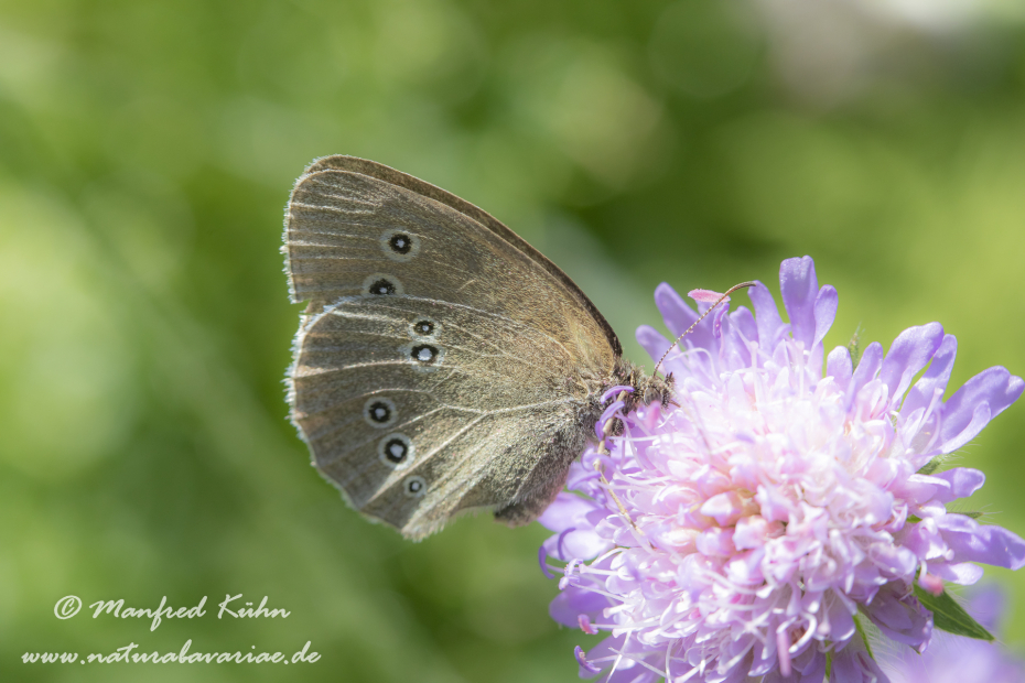 Waldvogel (Brauner)_0011