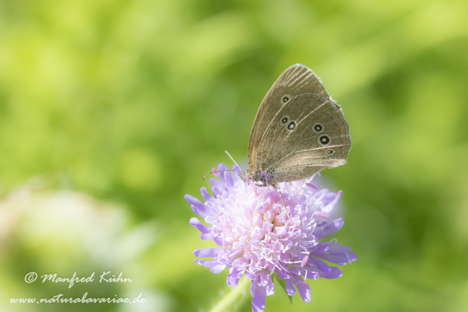 Waldvogel (Brauner)_0012
