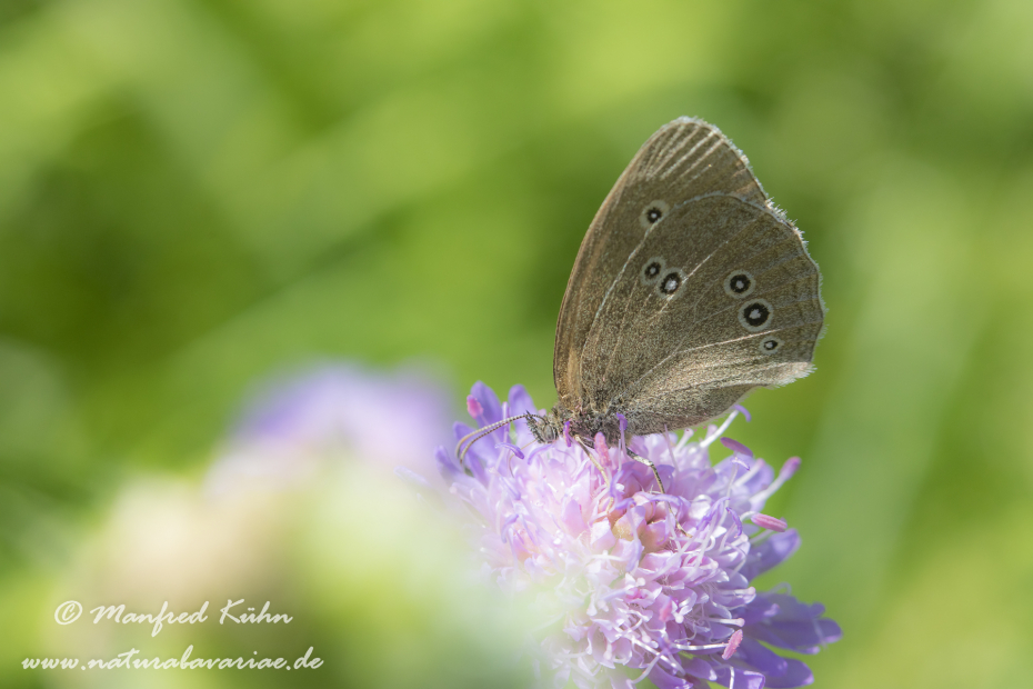 Waldvogel (Brauner)_0014