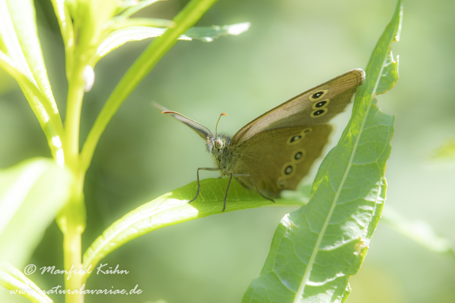 Waldvogel (Brauner)_0015