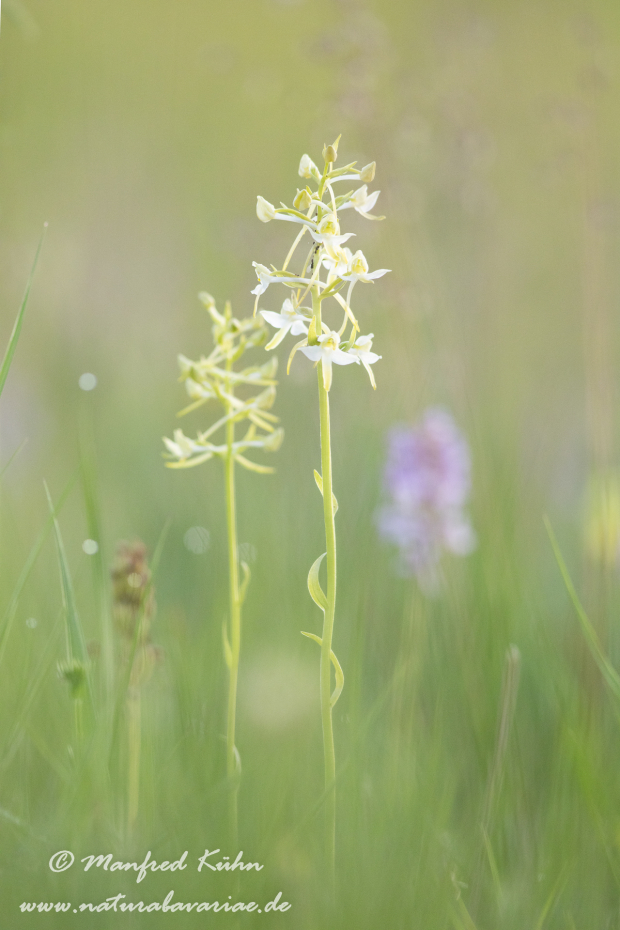 Waldhyazinthe (grünliche)_0015