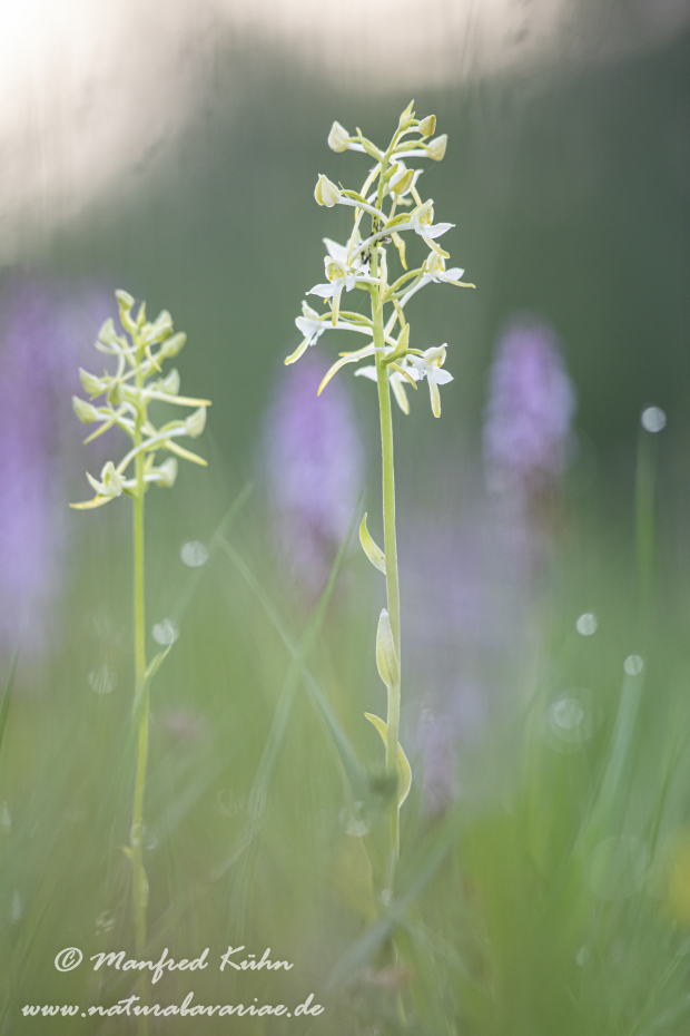 Waldhyazinthe (grünliche)_0020