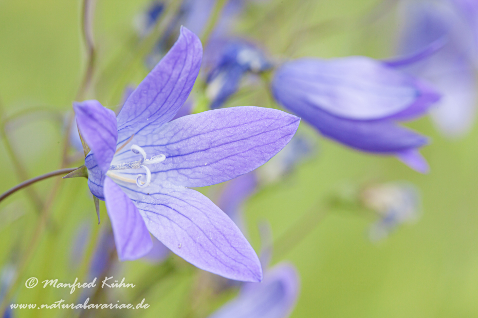 Glockenblume (Wiesen-)_0005