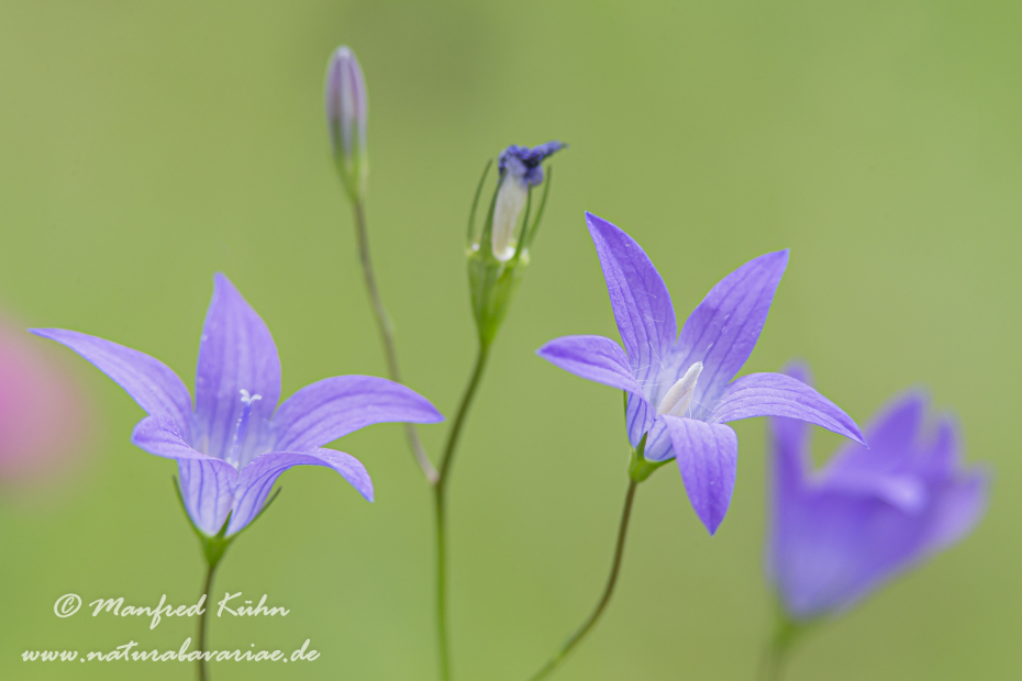 Glockenblume (Wiesen-)_0007