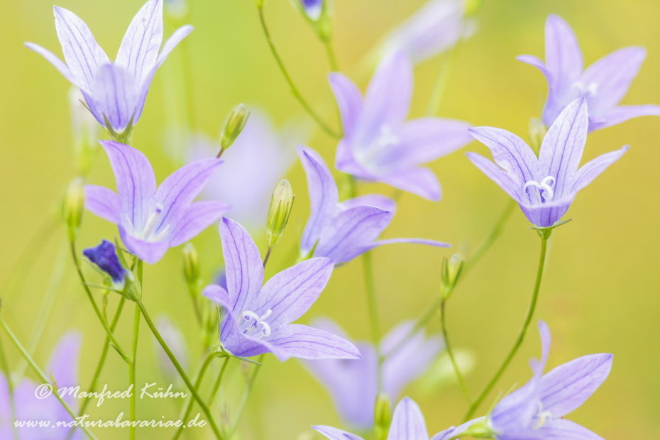 Glockenblume (Wiesen-)_0027