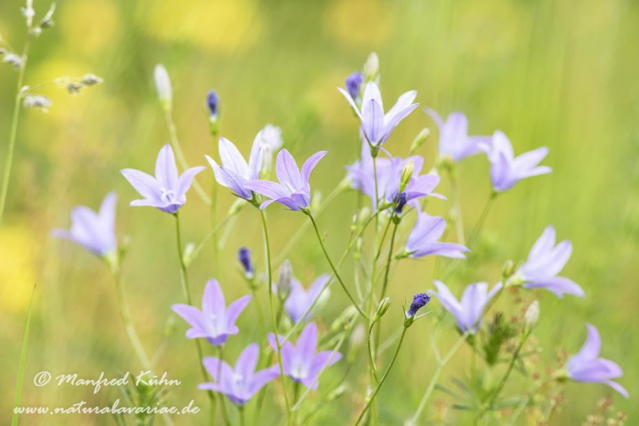 Glockenblume (Wiesen-)_0029