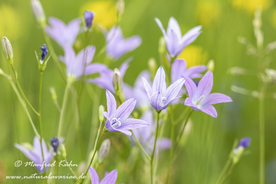 Glockenblume (Wiesen-)_0032