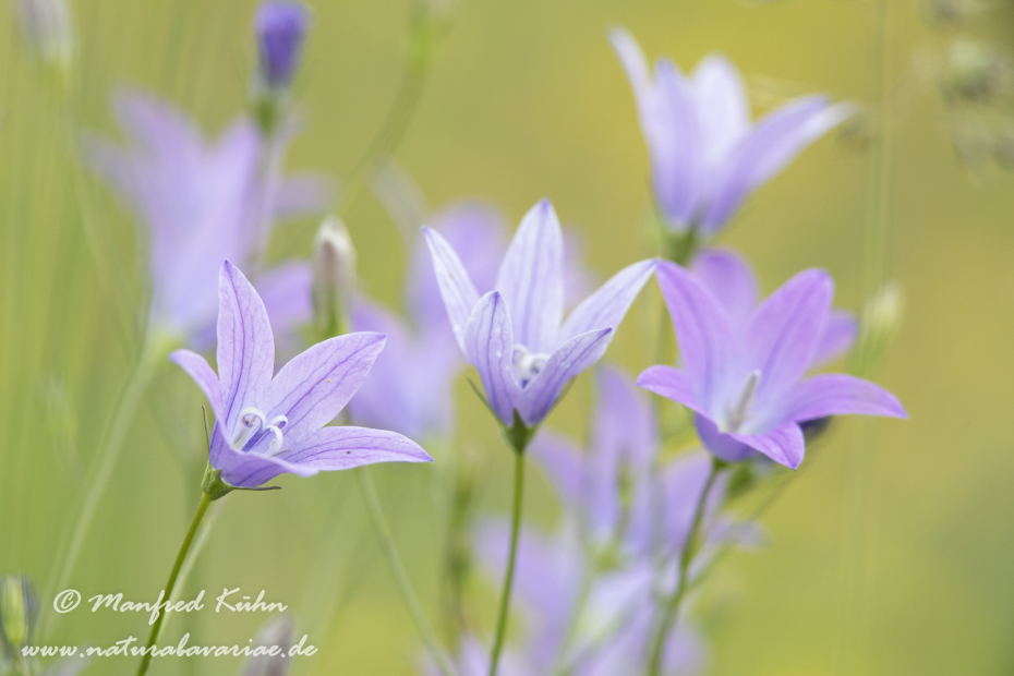 Glockenblume (Wiesen-)_0034