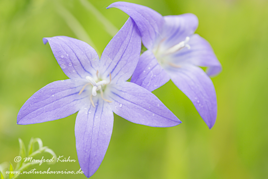 Glockenblume (Wiesen-)_0003