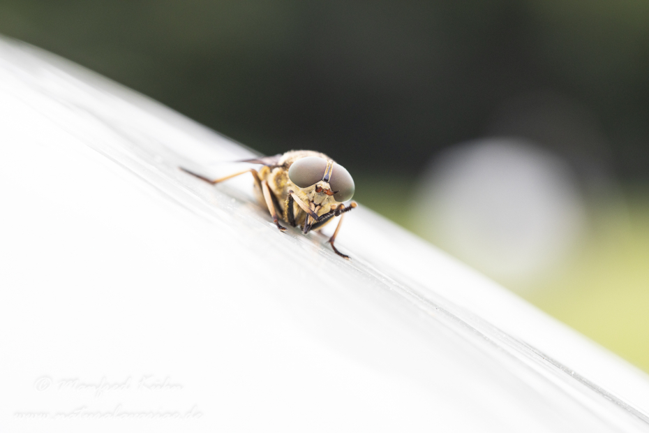 Pferdebremse ()_0013