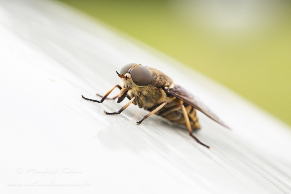 Pferdebremse ()_0015