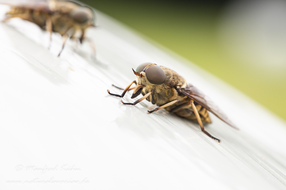 Pferdebremse ()_0016