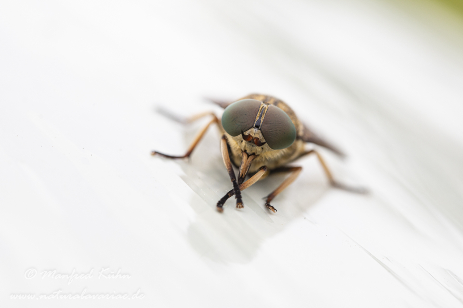 Pferdebremse ()_0017