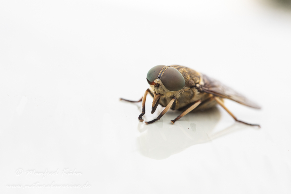 Pferdebremse ()_0019