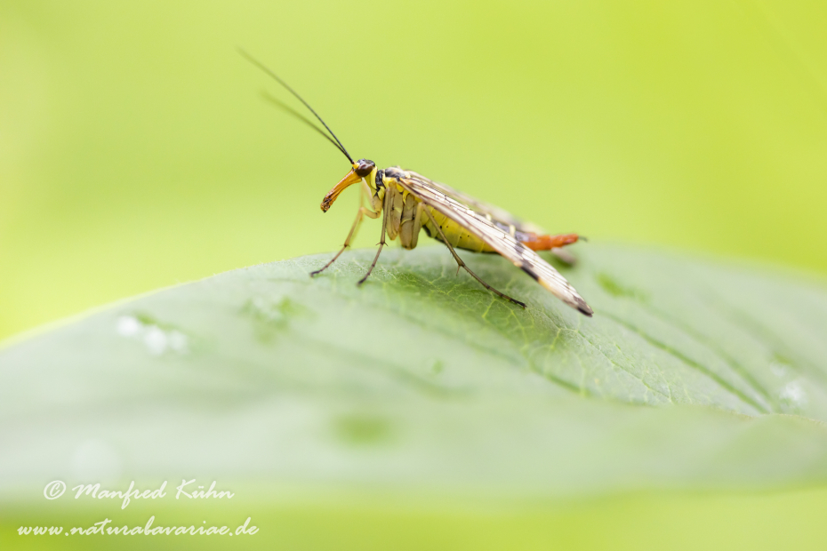 Skorpionsfliege (Gemeine)_0007