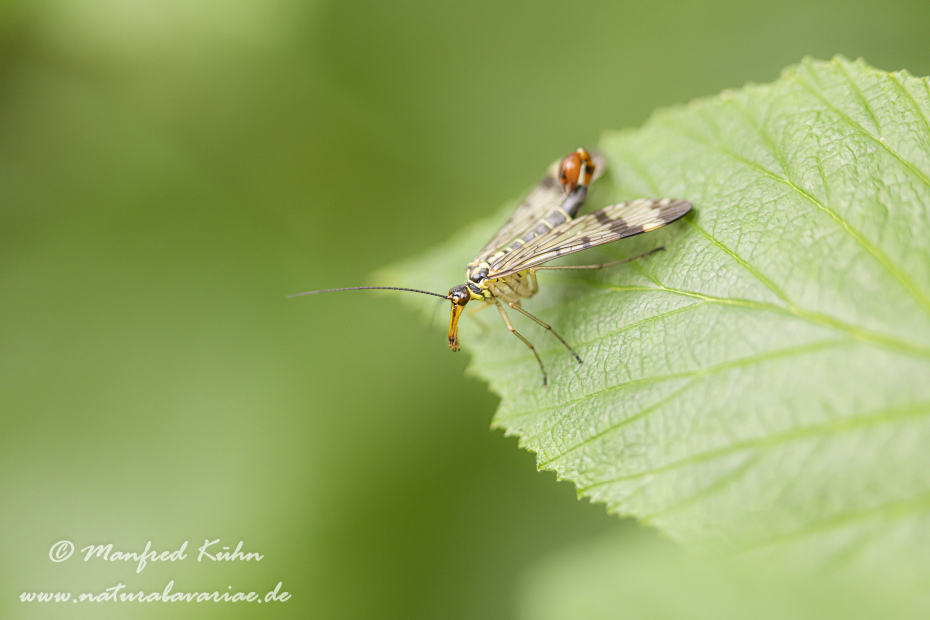 Skorpionsfliege (Gemeine)_0008