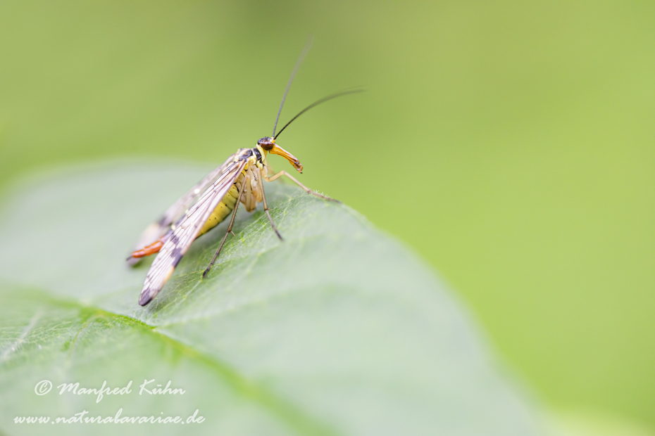 Skorpionsfliege (Gemeine)_0011