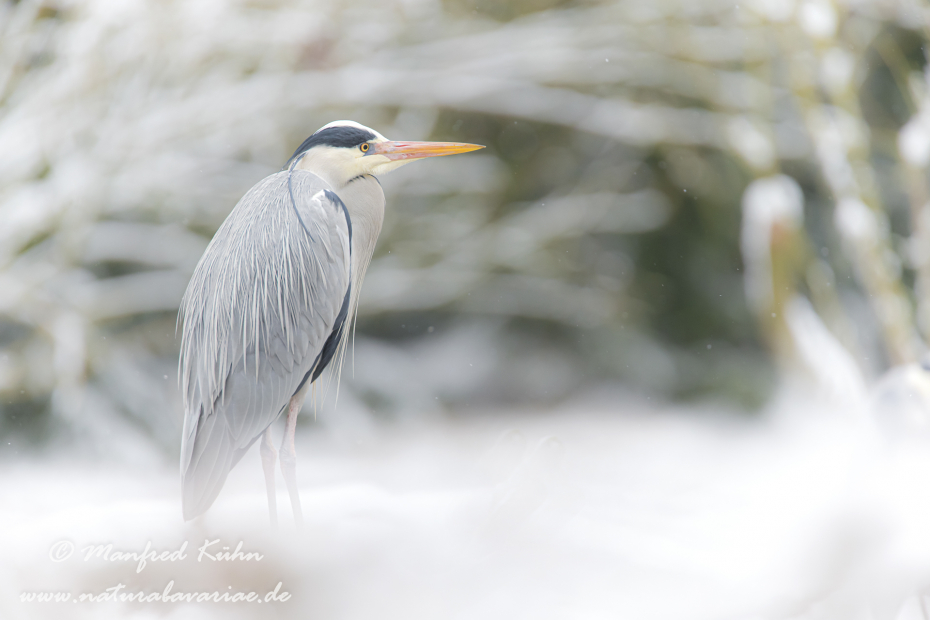 Graureiher ()_0034