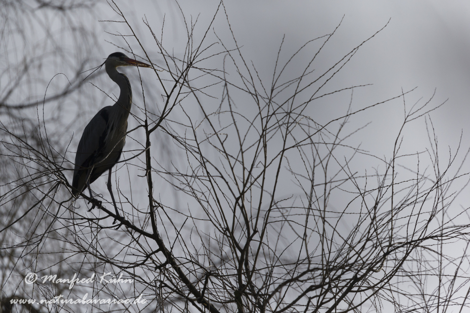 Graureiher ()_0045