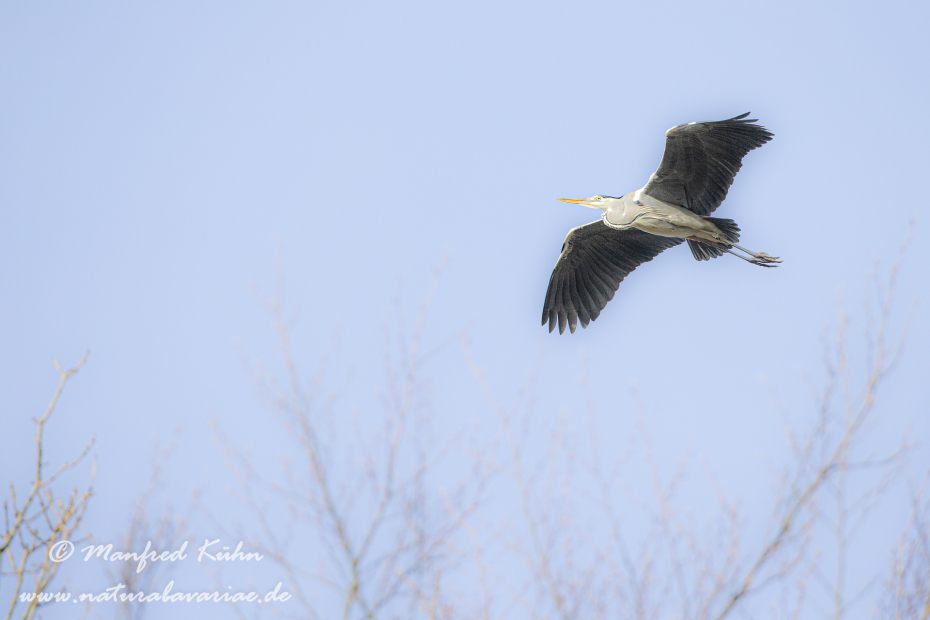 Graureiher ()_0046