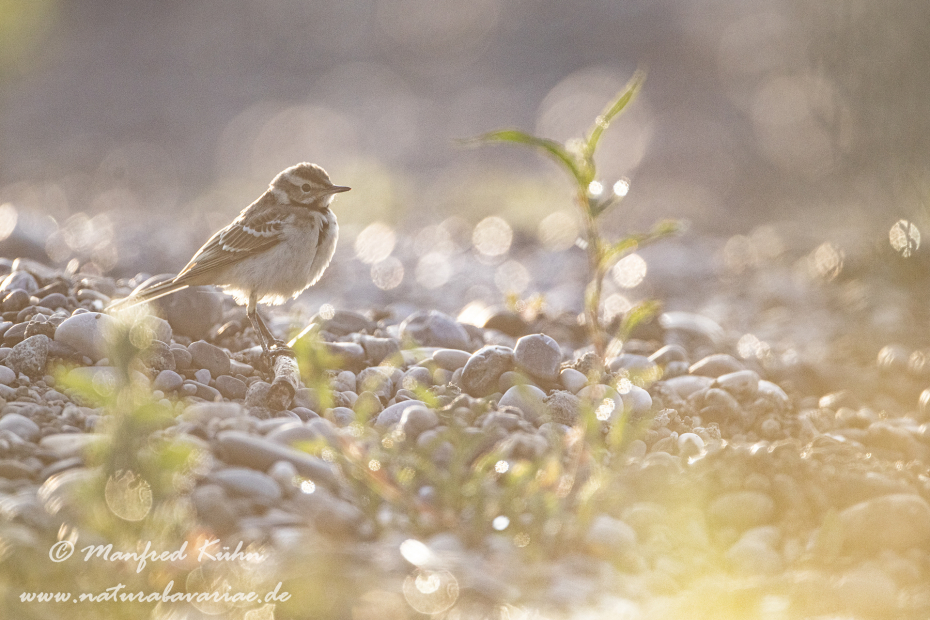 Bachstelze ()_0070