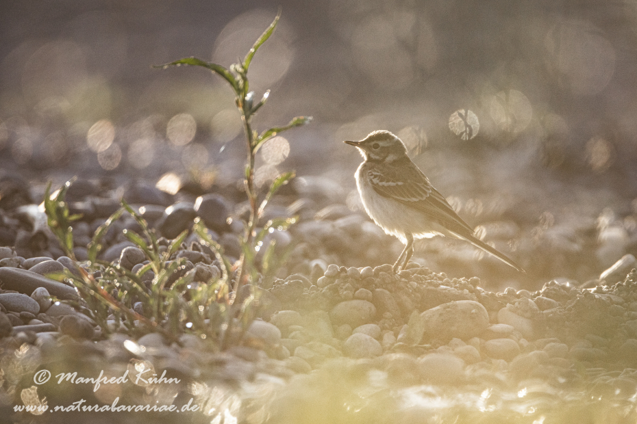 Bachstelze ()_0071