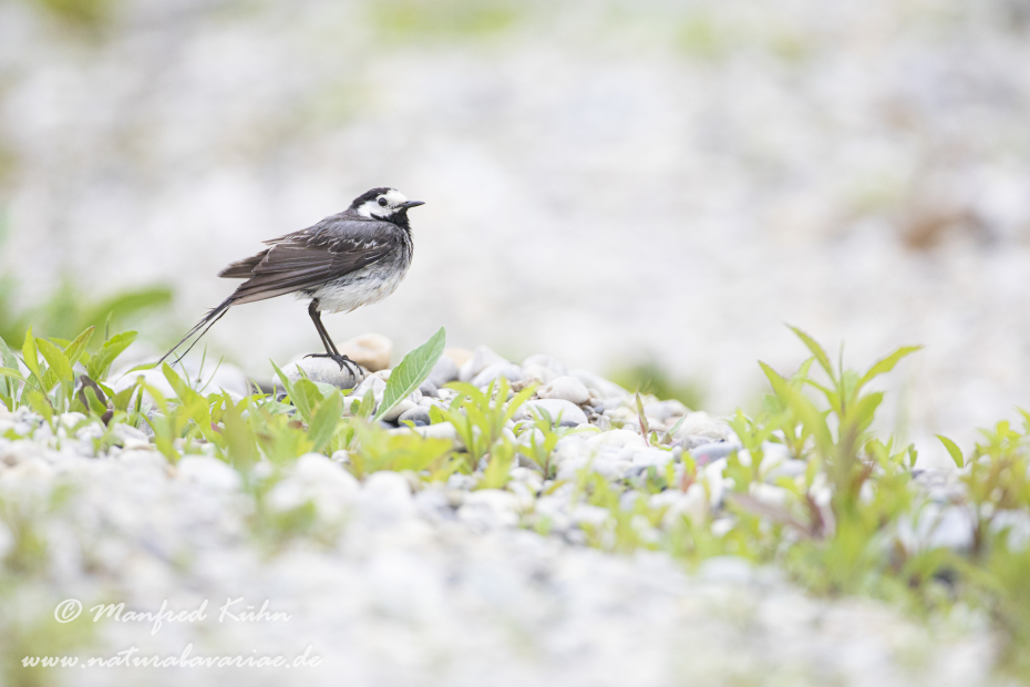 Bachstelze ()_0090