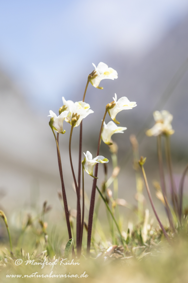 Fettkraut (Alpen-)_0022