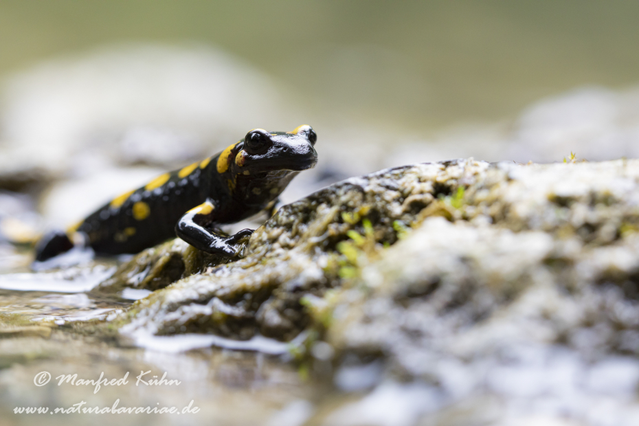Feuersalamander ()_0083