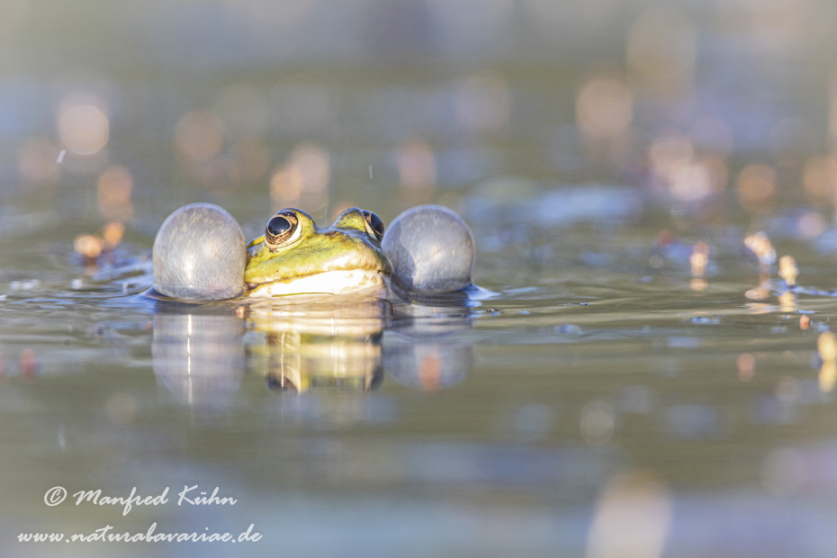 Teichfrosch ()_0043