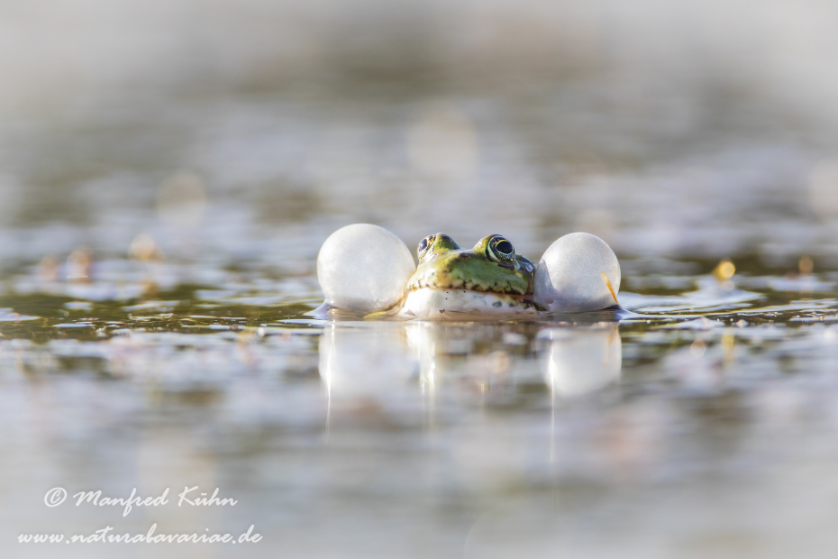 Teichfrosch ()_0050
