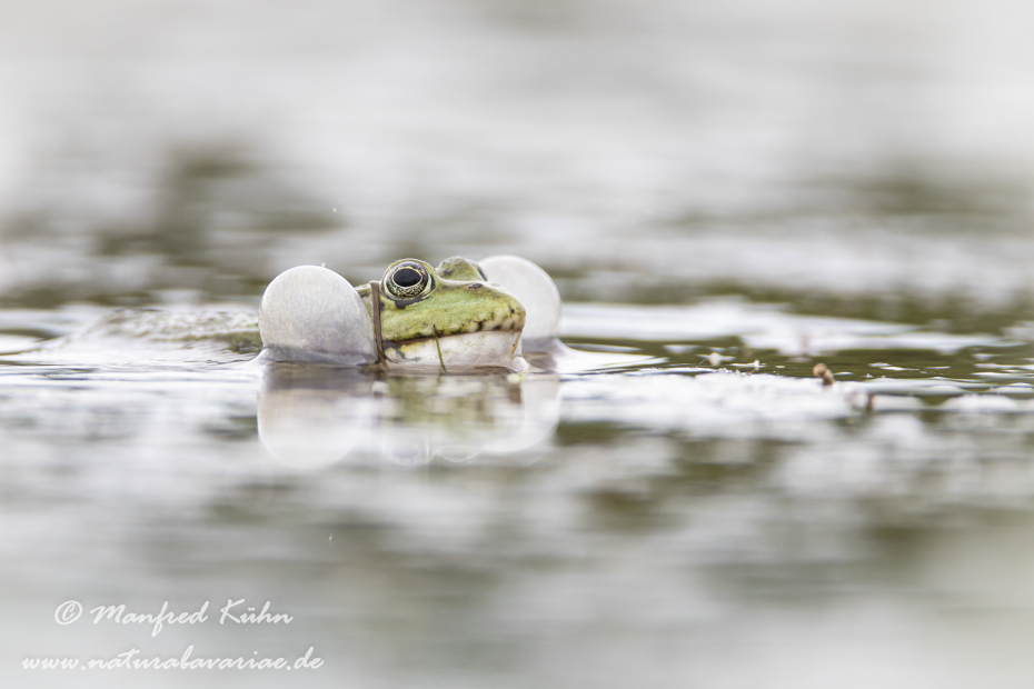 Teichfrosch ()_0054