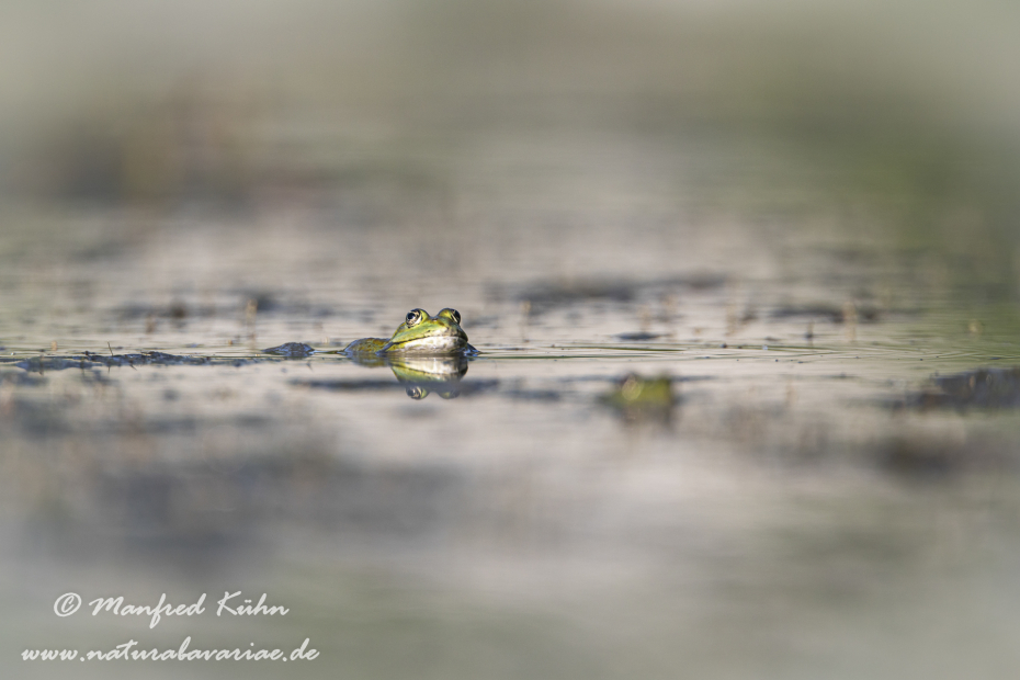 Teichfrosch ()_0055