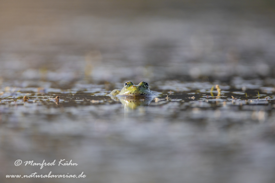 Teichfrosch ()_0056