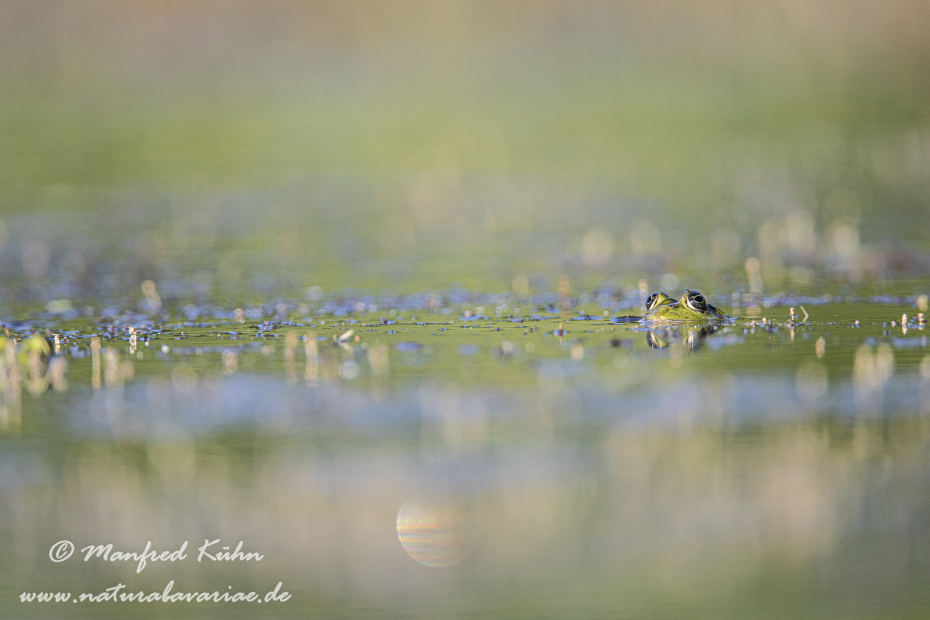 Teichfrosch ()_0058