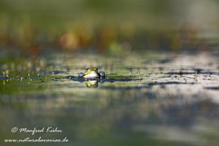 Teichfrosch ()_0059