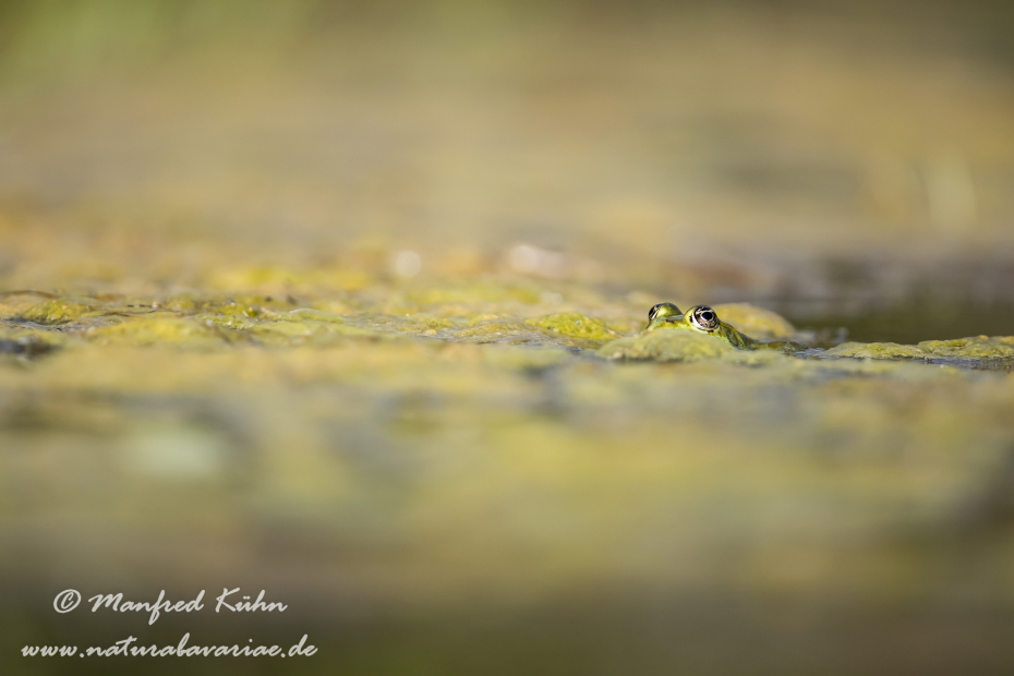 Teichfrosch ()_0061