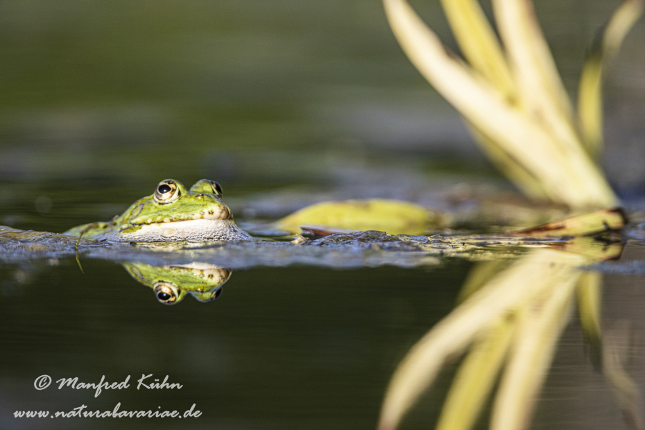 Teichfrosch ()_0065
