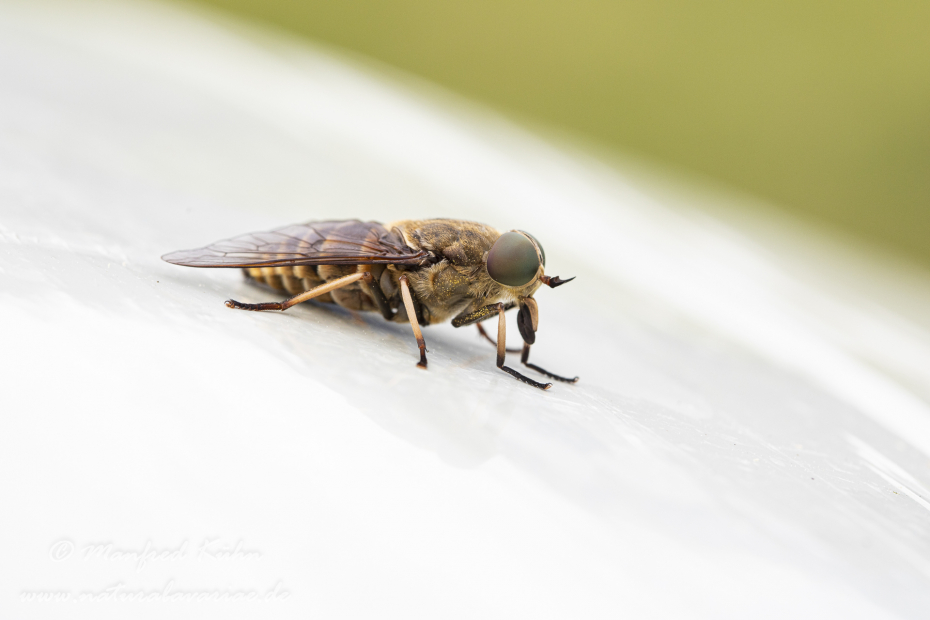 Pferdebremse ()_0012