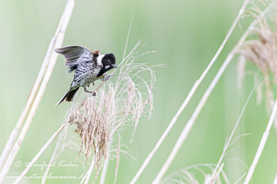 Rohrammer ()_0009