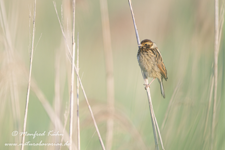 Rohrammer ()_0016