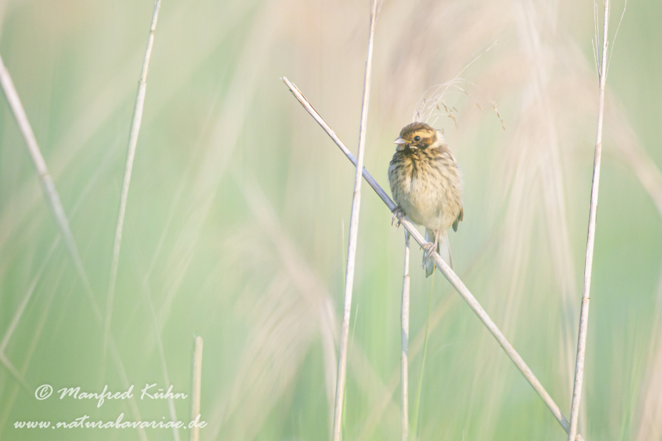 Rohrammer ()_0019