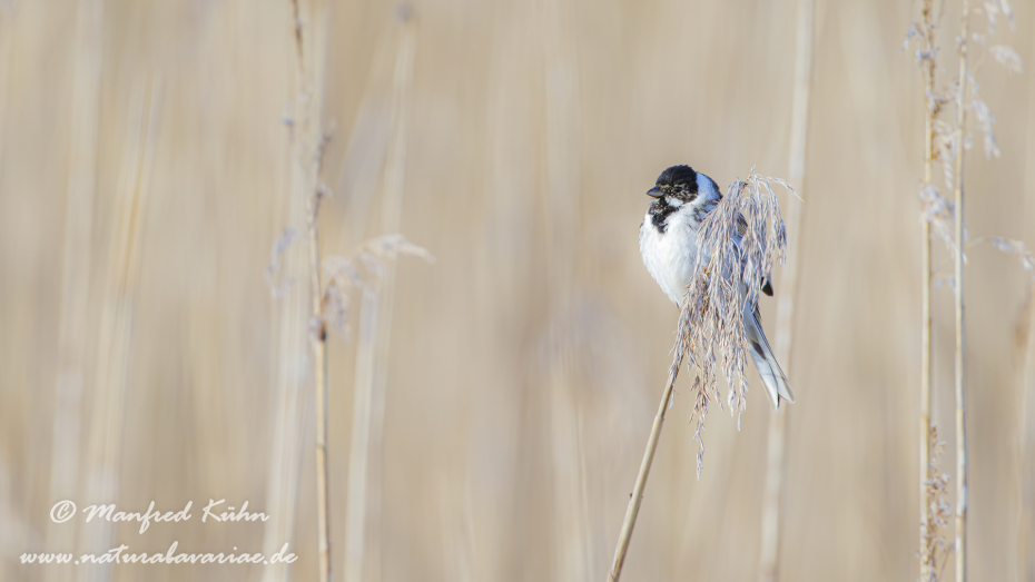 Rohrammer ()_0020