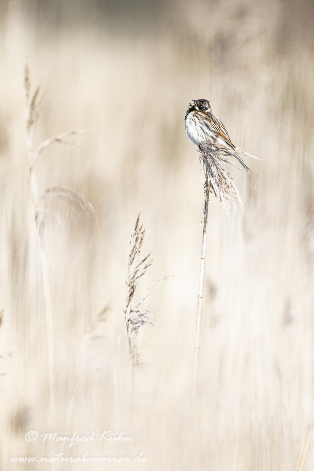 Rohrammer ()_0028