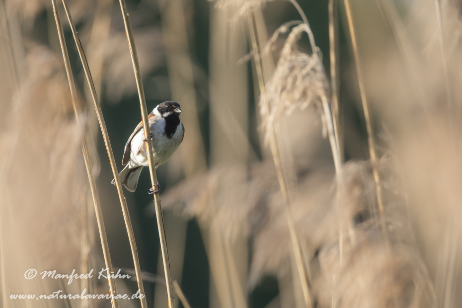 Rohrammer ()_0060