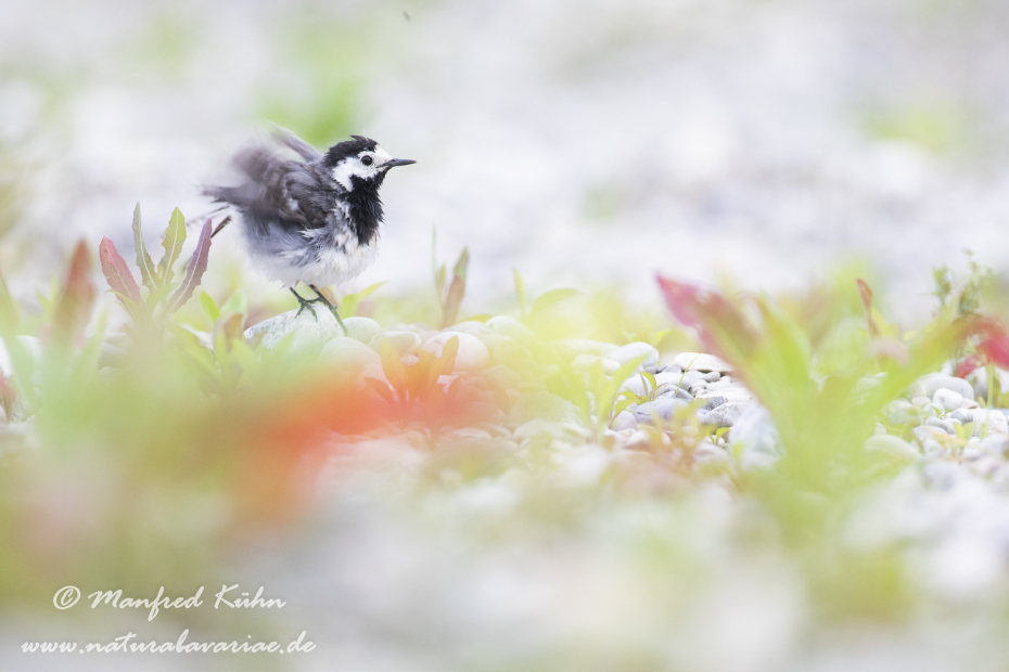 Bachstelze ()_0085