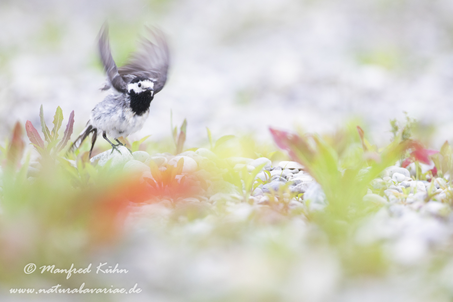 Bachstelze ()_0087