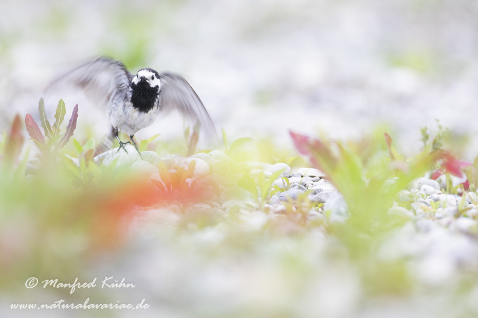 Bachstelze ()_0088