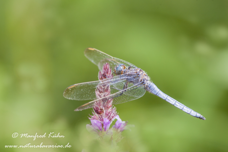 Blaupfeil (Kleiner)_0004