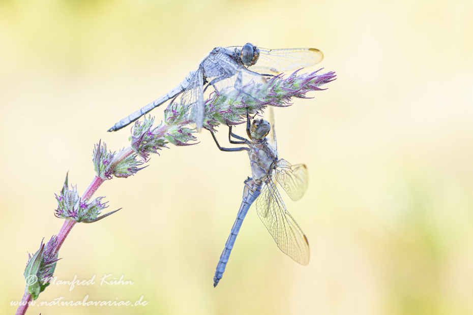 Blaupfeil (Kleiner)_0022